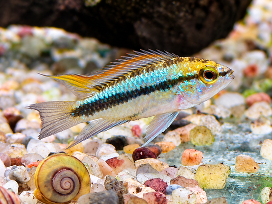 Dreistreifen Zwergbuntbarsch Apistogramma trifasciata