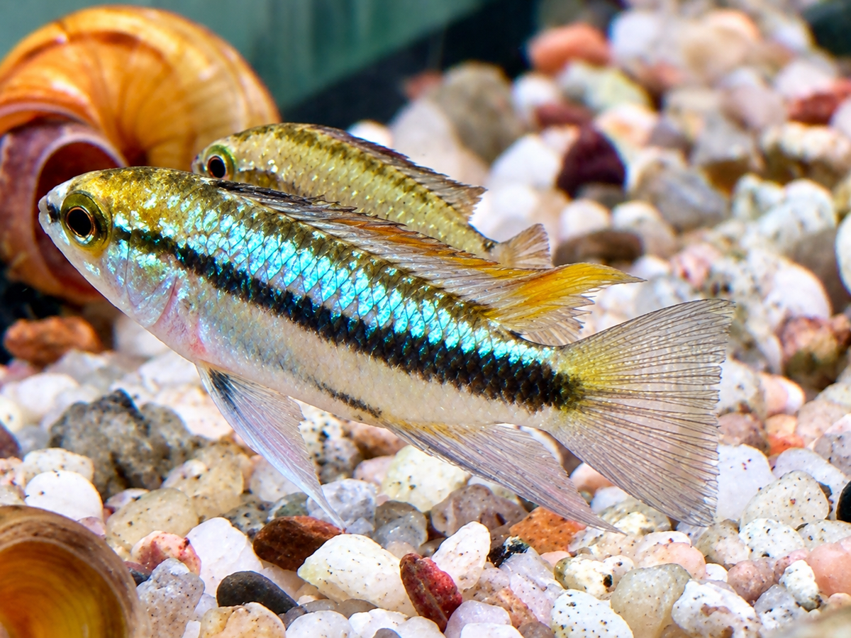 Dreistreifen Zwergbuntbarsch Apistogramma trifasciata