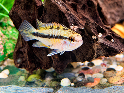 Dreistreifen Zwergbuntbarsch Apistogramma trifasciata