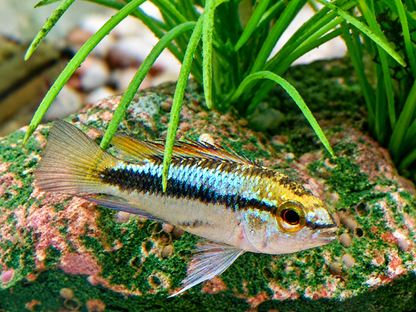 Dreistreifen Zwergbuntbarsch Apistogramma trifasciata