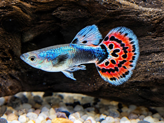 Dumbo Mosaik Guppy Poecilia reticulata Männchen