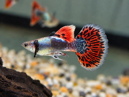 Dumbo Mosaik Guppy Poecilia reticulata Männchen