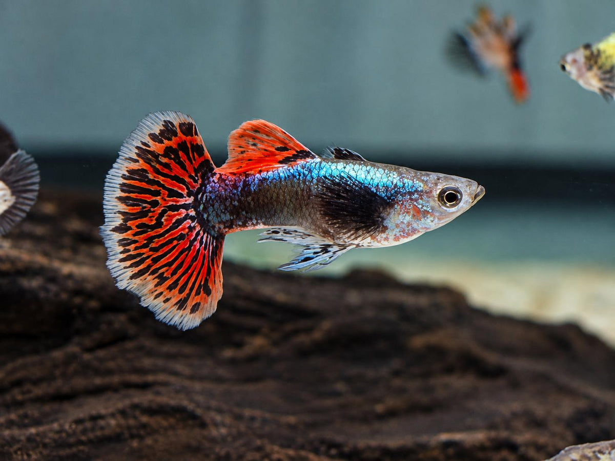 Dumbo Mosaik Guppy Poecilia reticulata Männchen