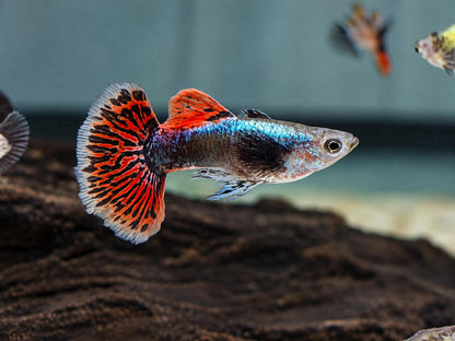 Dumbo Mosaik Guppy Poecilia reticulata Männchen