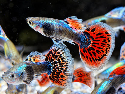Dumbo Mosaik Guppy Poecilia reticulata Männchen