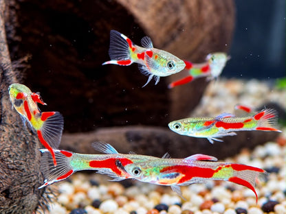 Endler Guppy Poecilia wingei Männchen