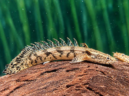 Endlichers Flösselhecht Polypterus endlicheri 8-9cm