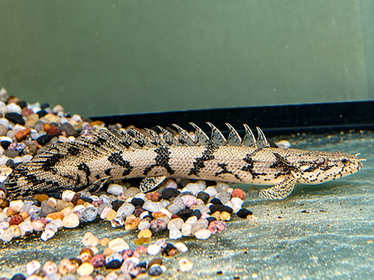 Endlichers Flösselhecht Polypterus endlicheri 8-9cm