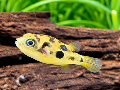 Erbsenkugelfisch Carinotetraodon travancoricus