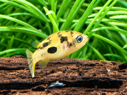 Erbsenkugelfisch Carinotetraodon travancoricus