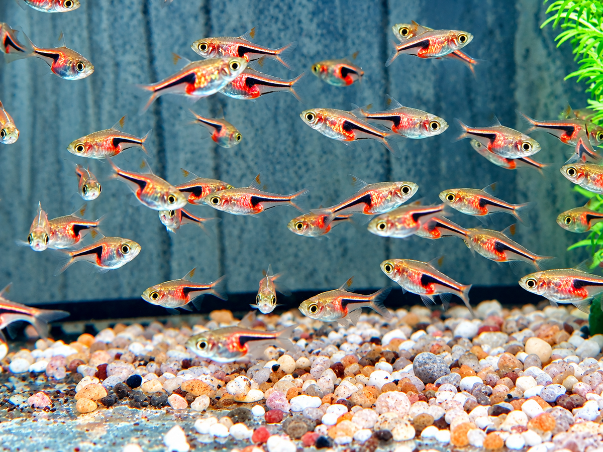 Espes Keilfleckbärbling Trigonostigma I Rasbora espei 1,5 cm