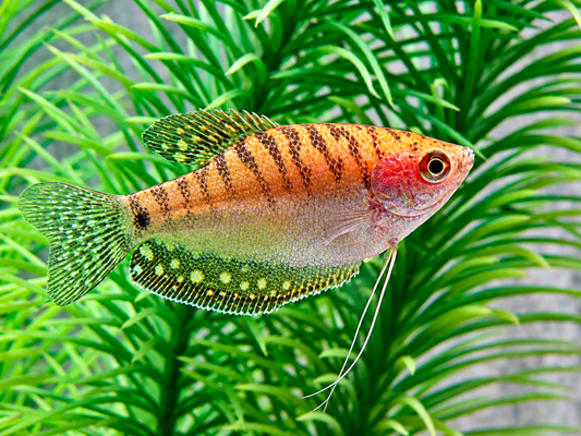 Fadenfisch gold Trichogaster trichopterus