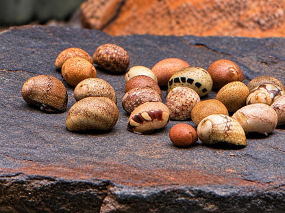 Fancy Geweihschnecke Clithon sowerbianum