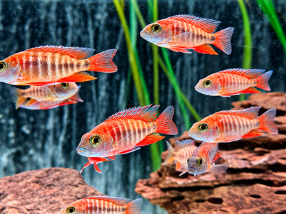 Feenbuntbarsch Aulonocara jacobfreibergi eureka