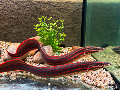 Feuerstachelaal  Mastacembelus erythrotaenia ca. 19-22 cm