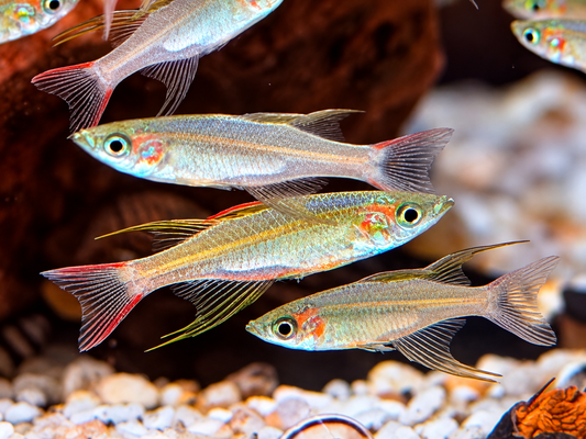 Filigran Regenbogenfisch Iriatherina werneri