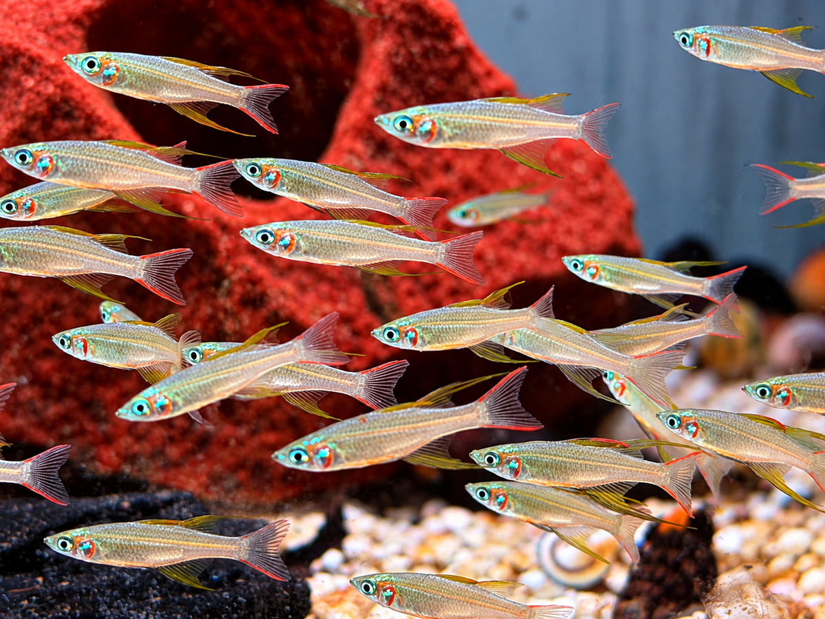 Filigran Regenbogenfisch Iriatherina werneri