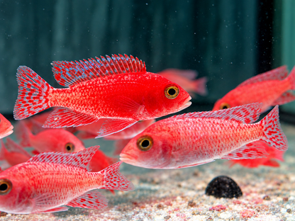 Fire Red Kaiserbuntbarsch Aulonocara sp. Fire Red