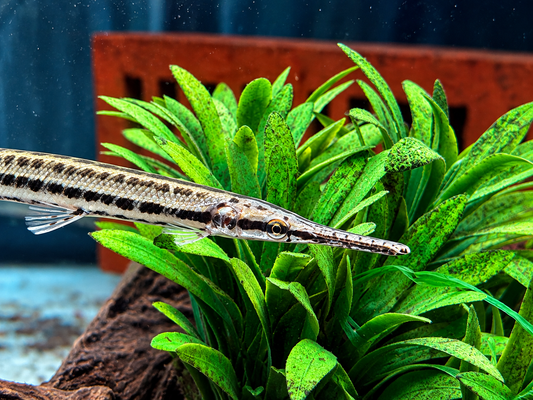 Florida-Knochenhecht Lepisosteus platyrhincus ca. 10 cm