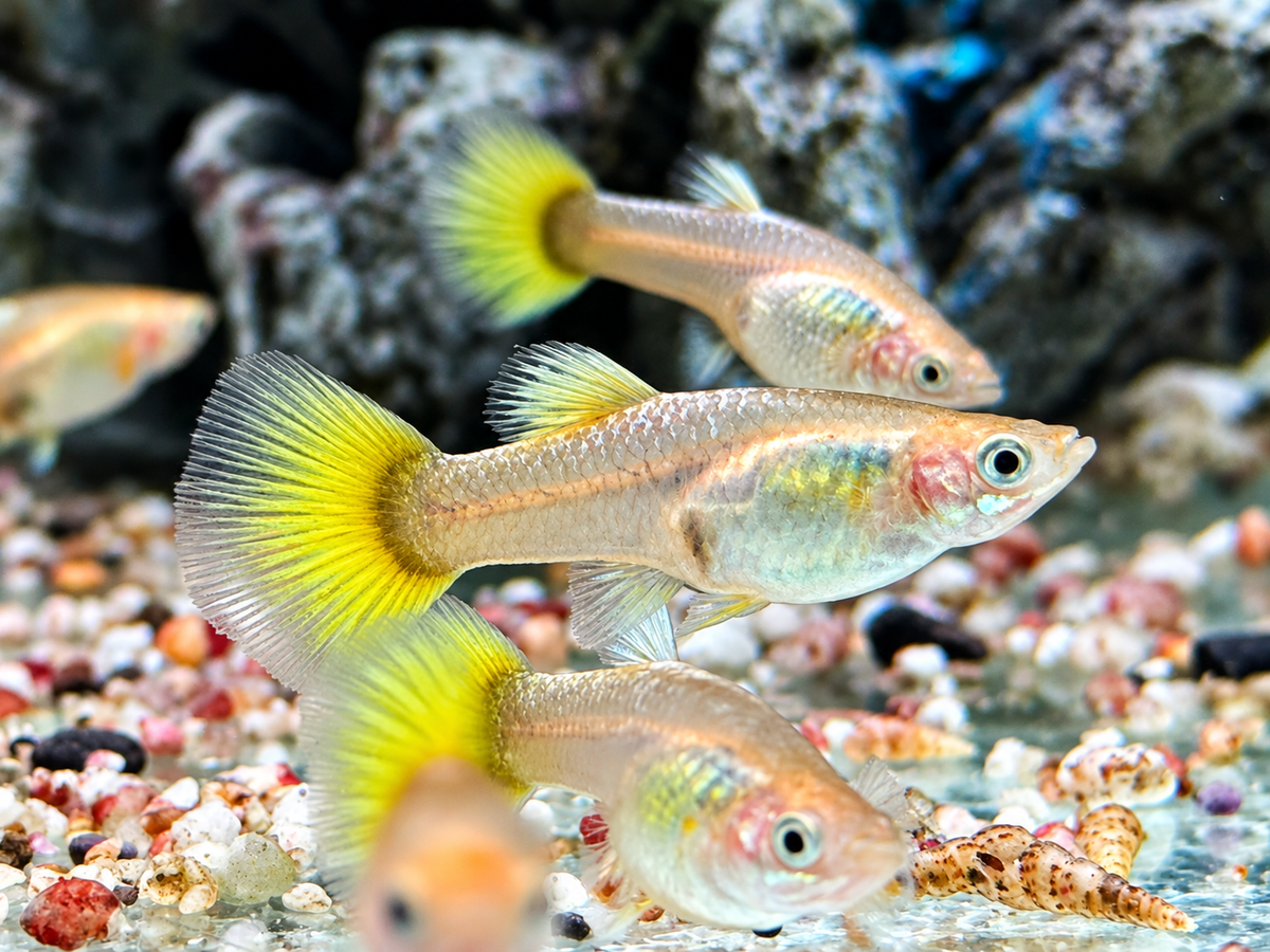 Full Golden Guppy Poecilia reticulata Weibchen