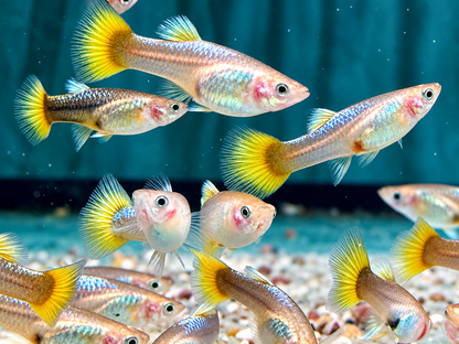 Full Golden Guppy Poecilia reticulata Weibchen