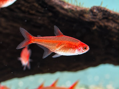 Funkensalmler / Feuertetra Hyphessobrycon amandae