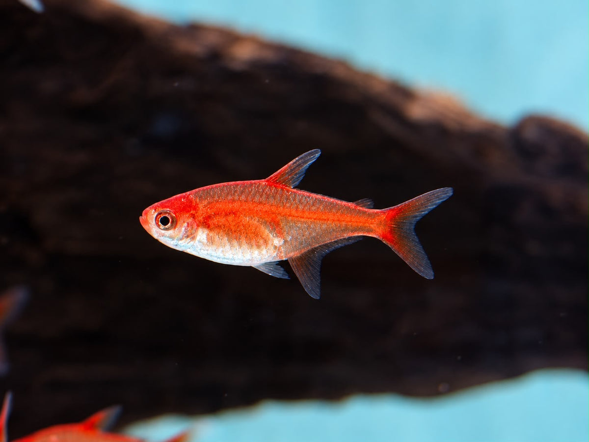 Funkensalmler / Feuertetra Hyphessobrycon amandae