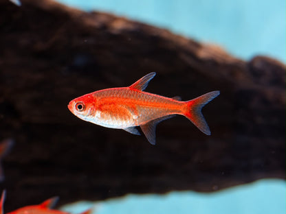 Funkensalmler / Feuertetra Hyphessobrycon amandae