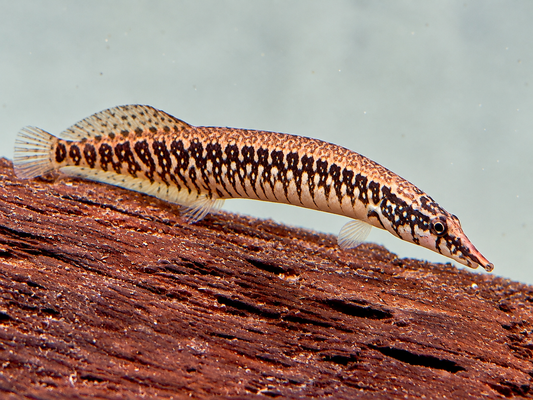 Gürtelstachelaal Macrognathus circumcinctus