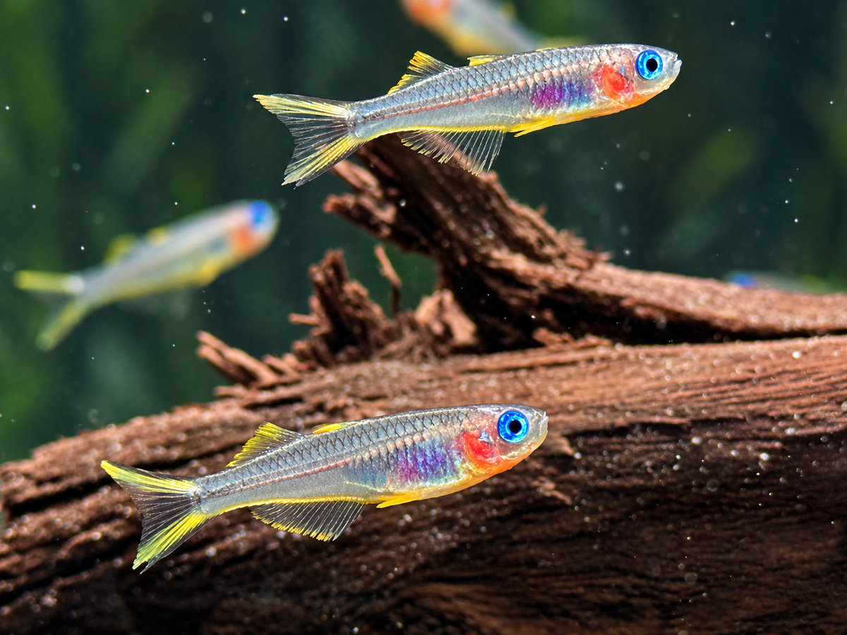 Gabelschwanz Blauauge Pseudomugil furcatus
