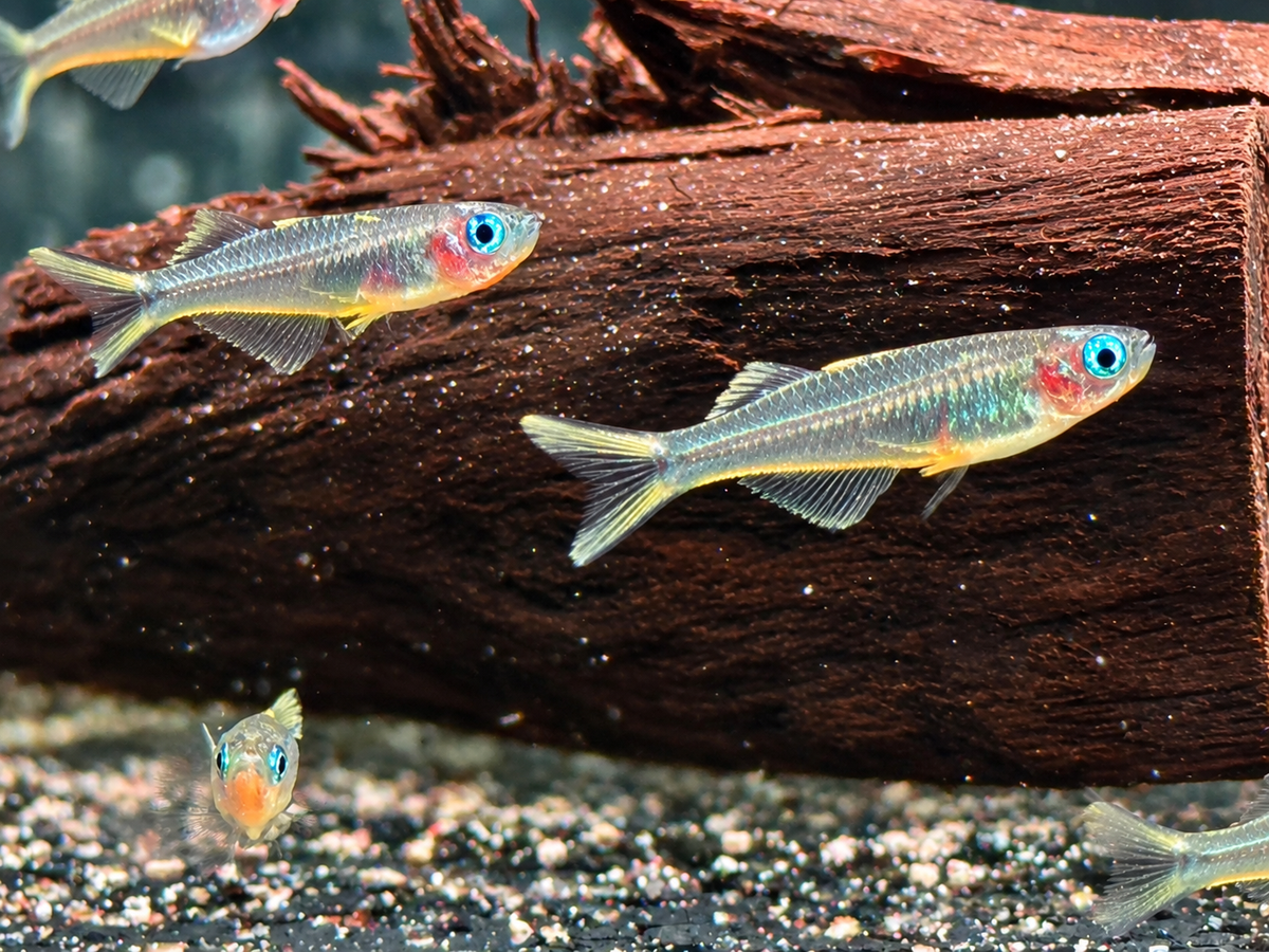 Gabelschwanz Blauauge Pseudomugil furcatus
