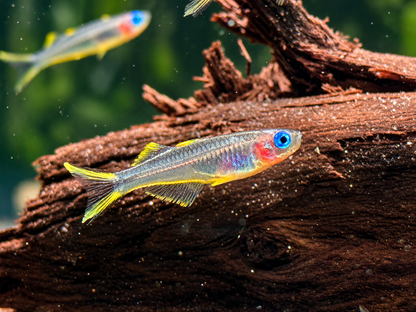 Gabelschwanz Blauauge Pseudomugil furcatus