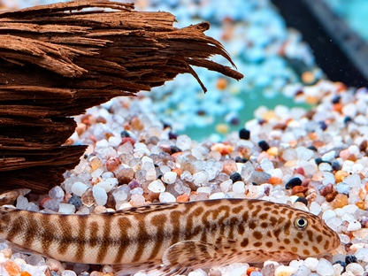 Gebänderter Flossensauger Pseudogastromyzon fasciatus 4-5 cm