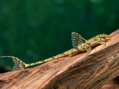 Gebänderter Hexenwels Loricaria filamentosa
