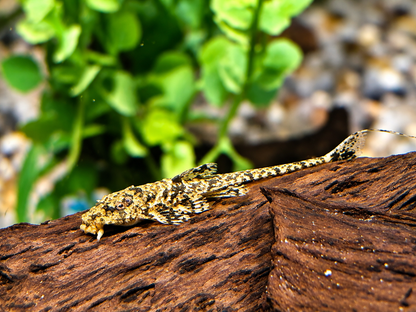 Gebänderter Hexenwels Loricaria filamentosa