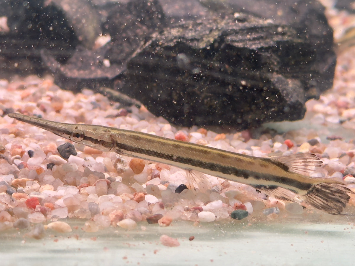 Gefleckter Knochenhecht Kaimanfisch Lepisosteus oculatus
