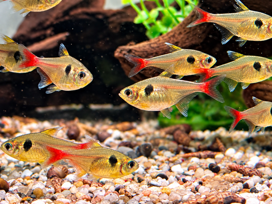 Gelber Phantomsalmler Hyphessobrycon roseus