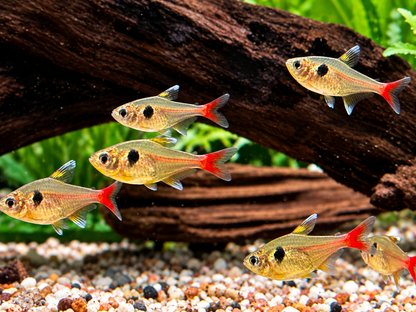 Gelber Phantomsalmler Hyphessobrycon roseus