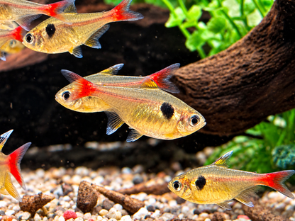 Gelber Phantomsalmler Hyphessobrycon roseus