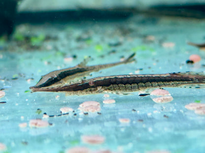 Gemeiner Nadelwels Farlowella acus 9-13 cm