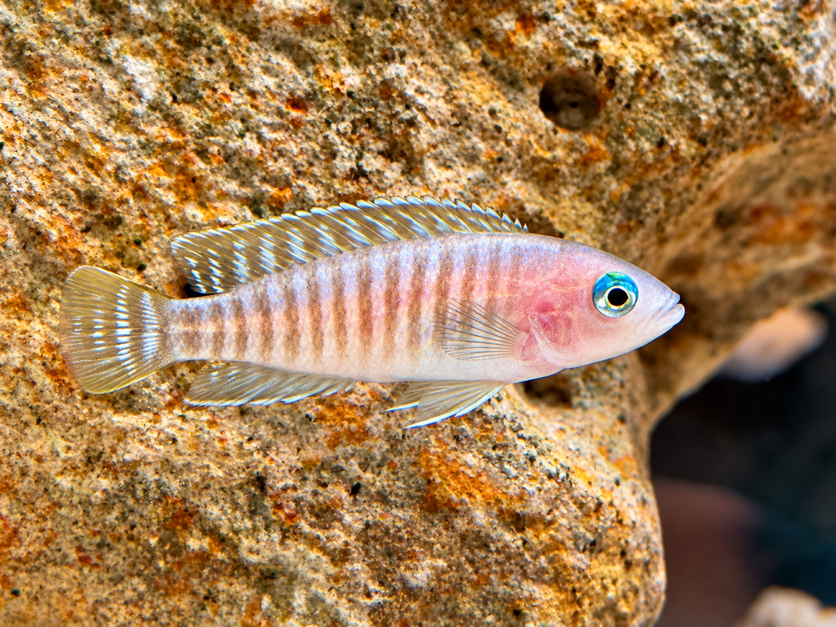 Gestreifter Schneckenbuntbarsch Neolamprologus multifsciatus