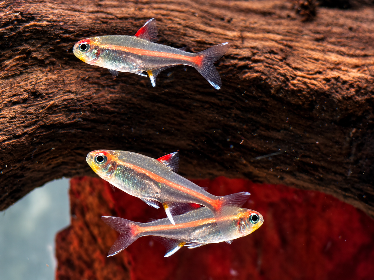 Glühlichtsalmler Hemigrammus erythrozonus