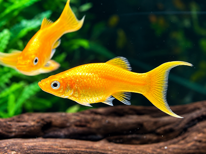 Gold Molly Lyra Poecilia sphenops