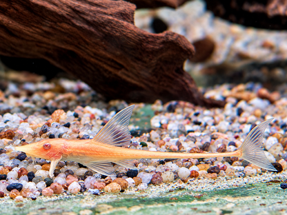 Goldbart Störwels Weiß Sturisoma aureum