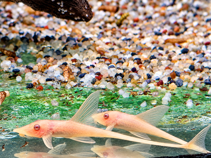 Goldbart Störwels Weiß Sturisoma aureum