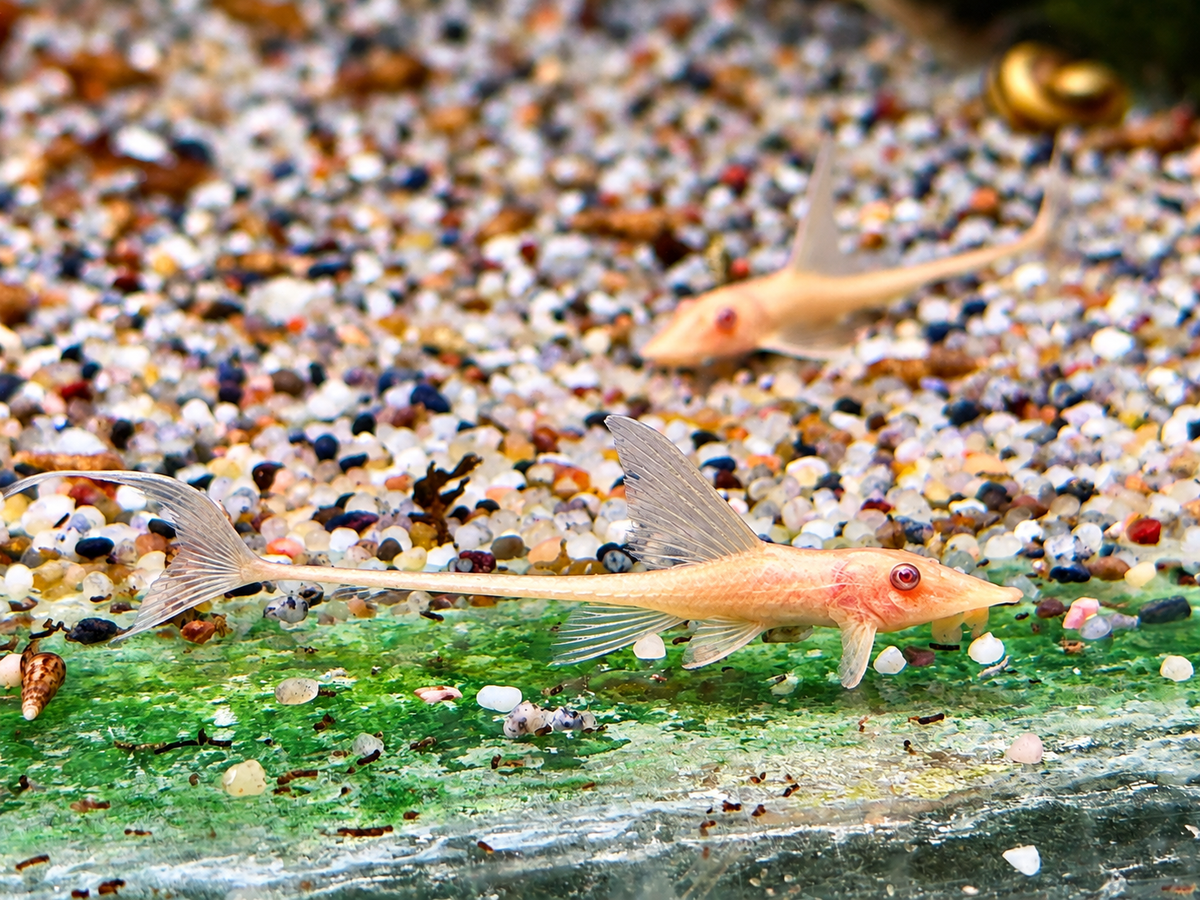 Goldbart Störwels Weiß Sturisoma aureum