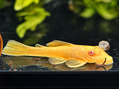 Goldener Antennenwels Ancistrus sp. albino