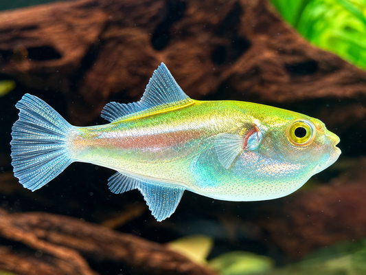 Goldener Kugelfisch  Auriglobus modestus 3,5-4,5 cm