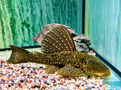 Goldener Segelflossenwels Phase 1 Hypostomus luteus 21-24 cm