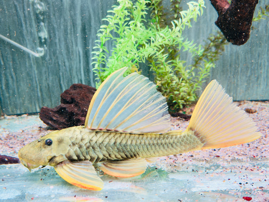 Goldener Segelflossenwels Phase 3 Hypostomus luteus 28-32 cm